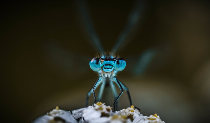 Dragonfly - My, Macro photography, Macro