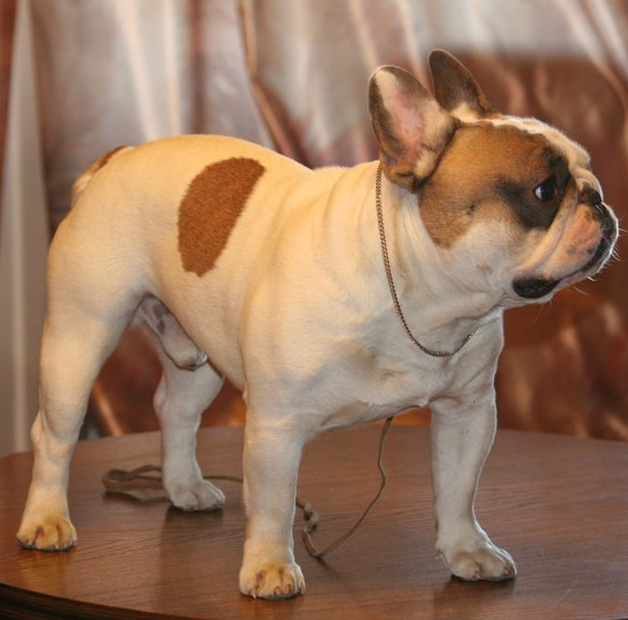 About breeds of dogs. - Dog, Dog breeds, French Bulldog, Video, Longpost