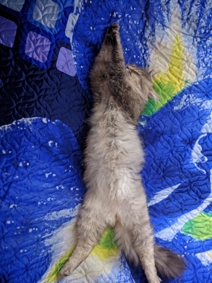 Kotoroketa - My, cat, Dream