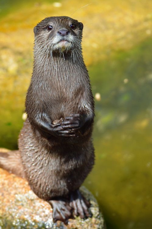 Sir, I would like to exchange these wonderful stones for fish. - Otter, A rock, The photo, Animals