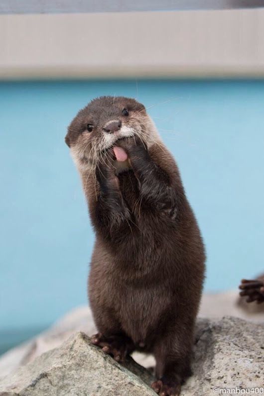 A very surprised otter. - The photo, Otter, Astonishment