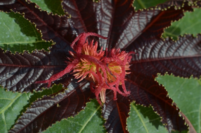 Macro. castor bean flower - My, Beginning photographer, Macro photography, Flowers