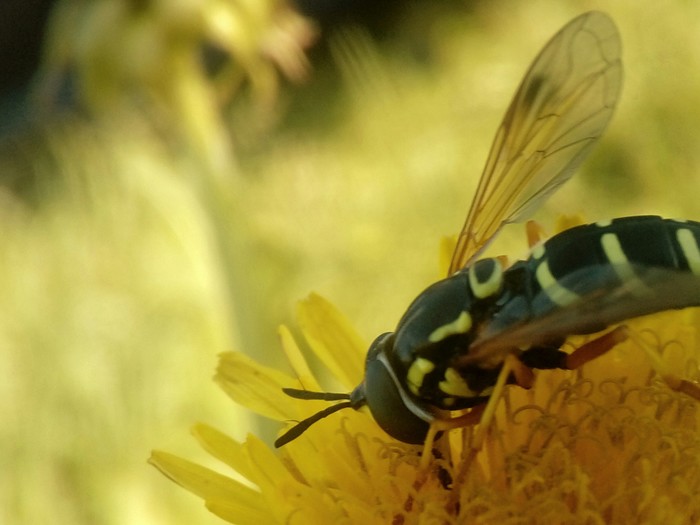 Wasp on a dandelion - The photo, Flowers, Wasp, My