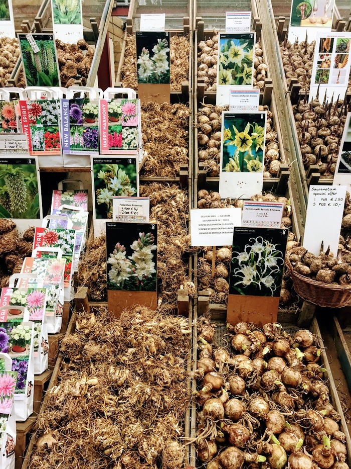Цветочный рынок (Bloemenmarkt) в Амстердаме Амстердам, Нидерланды, Тюльпаны, Луковицы, Цветы, Рынок, Bloemenmarkt, Цветочный рынок, длиннопост