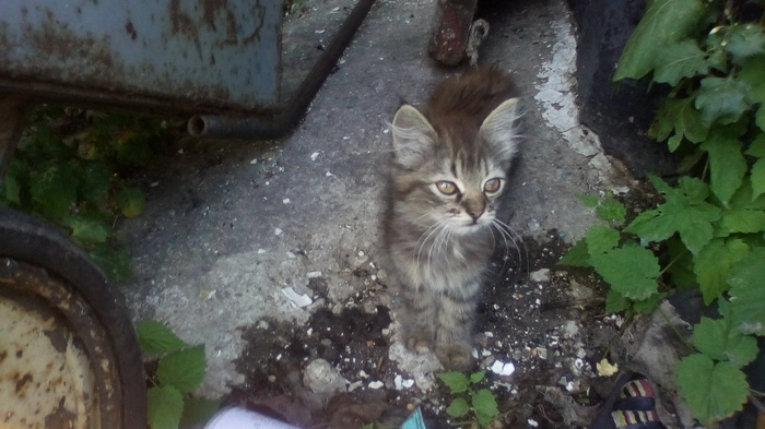 I will give a kitten Dnipro - cat, In good hands, Dnieper, Dnipropetrovsk, Is free, Looking for a master, Help, No rating, Helping animals