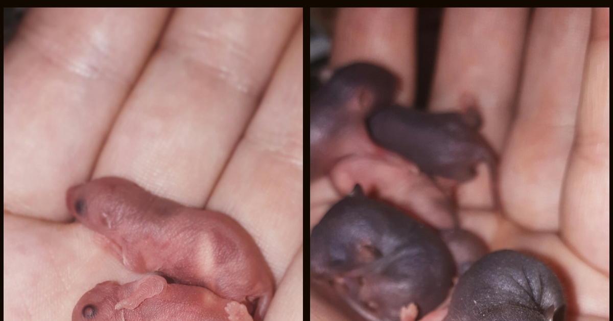 Мышь мужского рода. К чему снится много мышей. Как выглядит мышь после рождения.