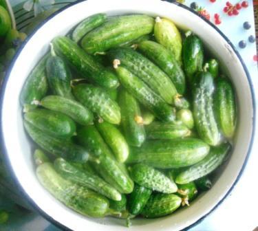 We close pickles in jars (fermentation) - My, Recipe, Video, , , , Canning, Longpost, Salted cucumbers