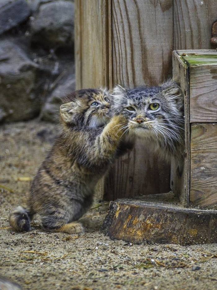 Такие маленькие, а уже манулы
 - Манул, Кот, Новосибирский зоопарк, Длиннопост