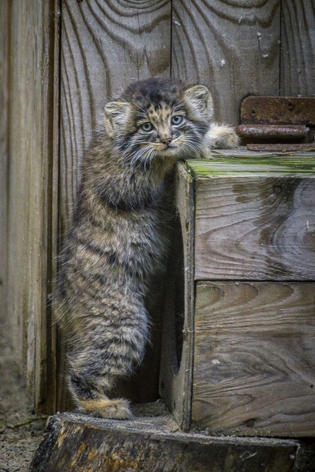 So small, but already manula - Pallas' cat, cat, Novosibirsk Zoo, Longpost