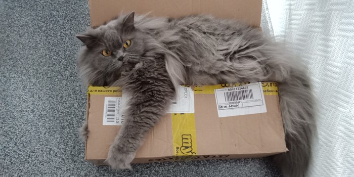 Eternal love - cat, Catomafia, British Longhair, Box