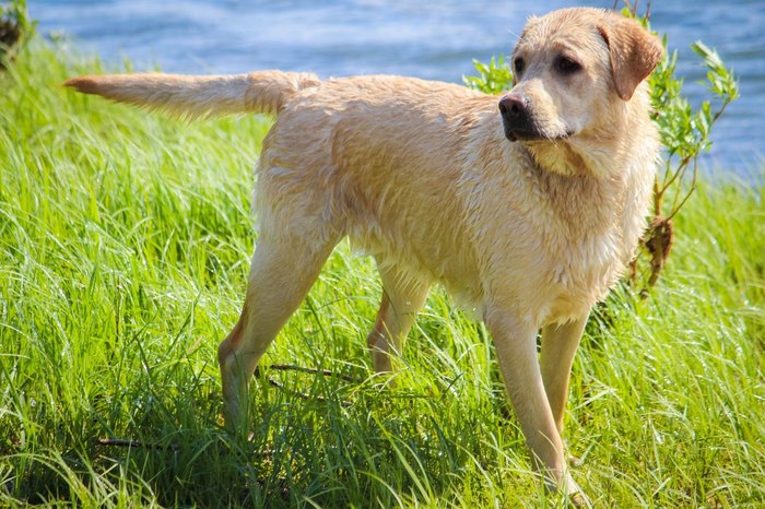 Bathed, shaken off - My, Dog, Labrador, 