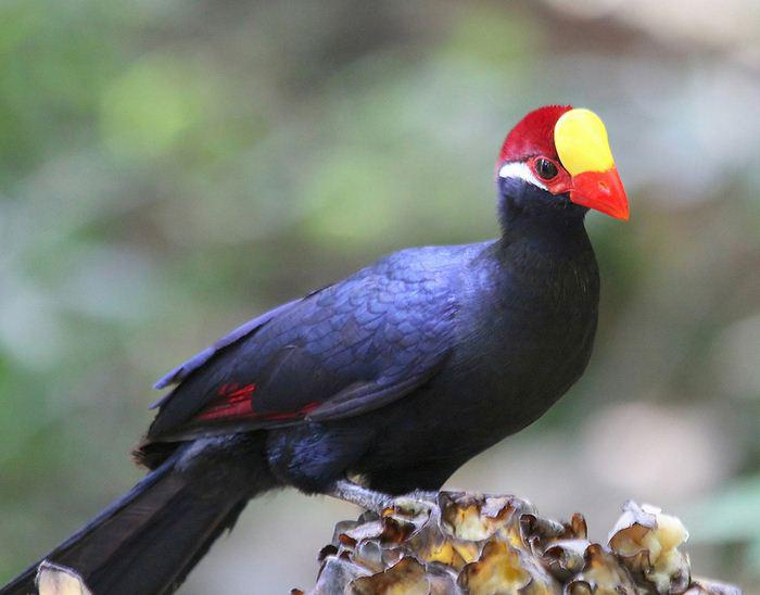 Beautiful Turaco Birds - Birds, Turaco, Animals, Banana-eater, , Longpost