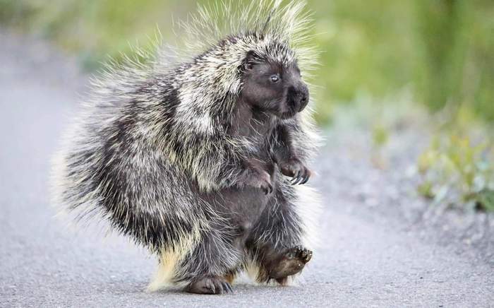 Porcupine walking on its hind legs - Porcupine, Interesting