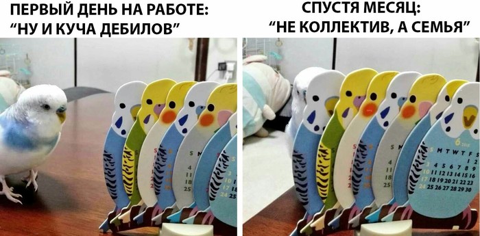 Коллектив - ВКонтакте, Коллектив, Волнистые попугаи, Попугай