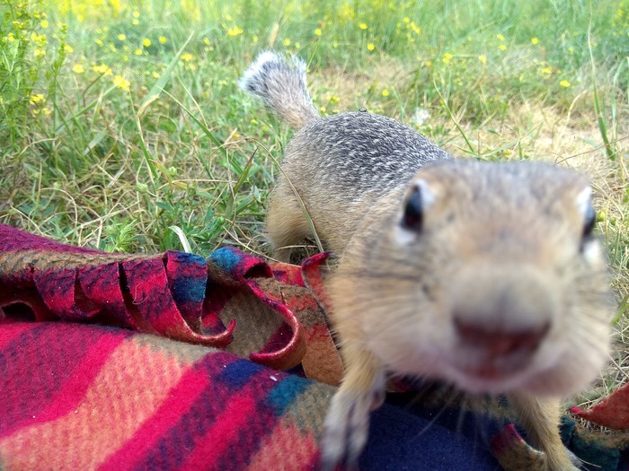 solar gophers - My, Krasnoyarsk, Tatyshev Island, Gopher, Video, Longpost