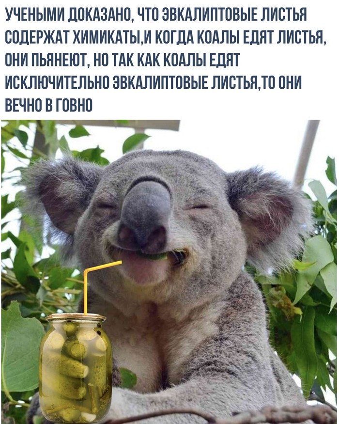 Equalipt - Koala, Eucalyptus, Informative, Picture with text