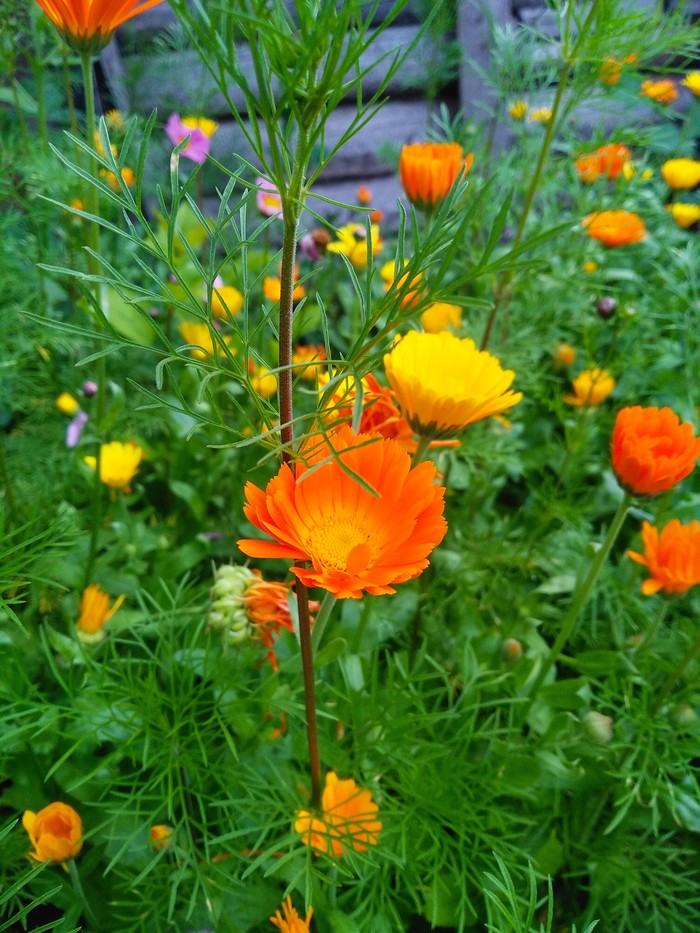 Flowers in the village - My, The photo, Beginning photographer, Calendula, Flowers, Longpost