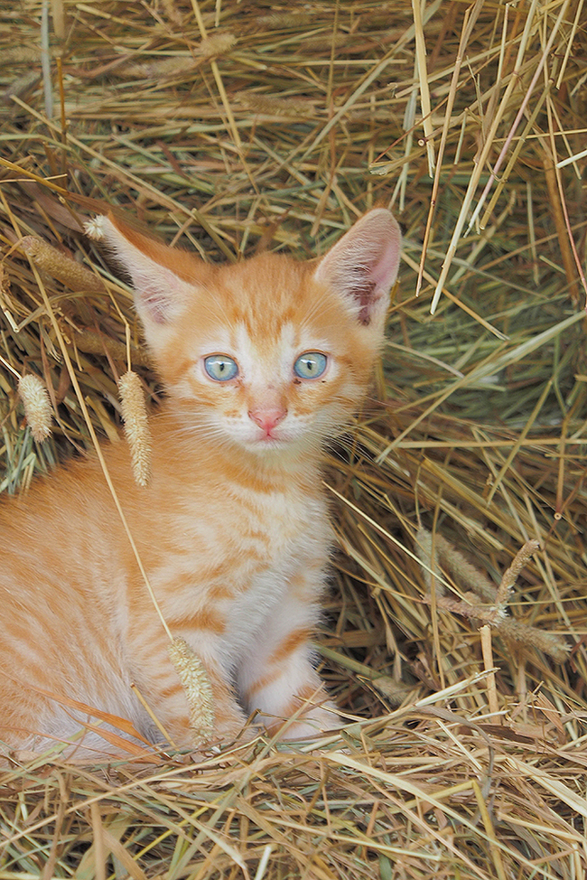 Рыжик - Моё, Кот, Милота, Моё, Длиннопост