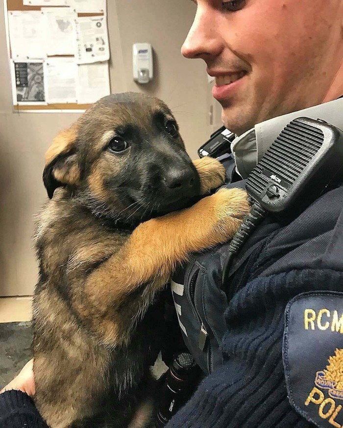 The recruit - our service is both dangerous and difficult, Dog