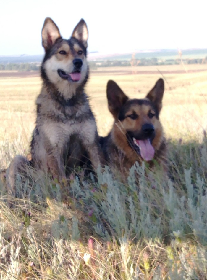 In the shade - My, Dog, Morning, Shadow