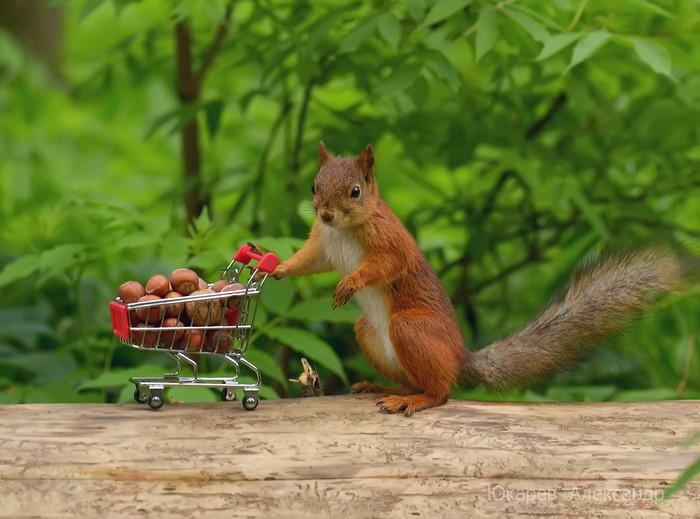 Forest Supermarket - My, , The photo, Squirrel, Animals