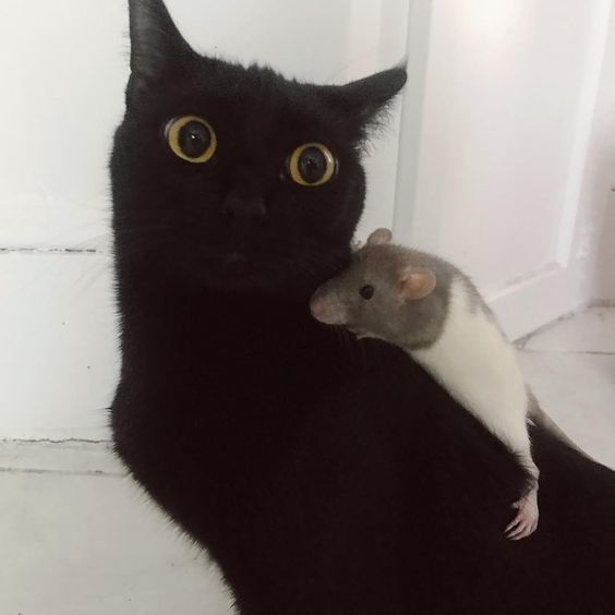 Some wrong mouse. - The photo, cat, Rat, Mouse