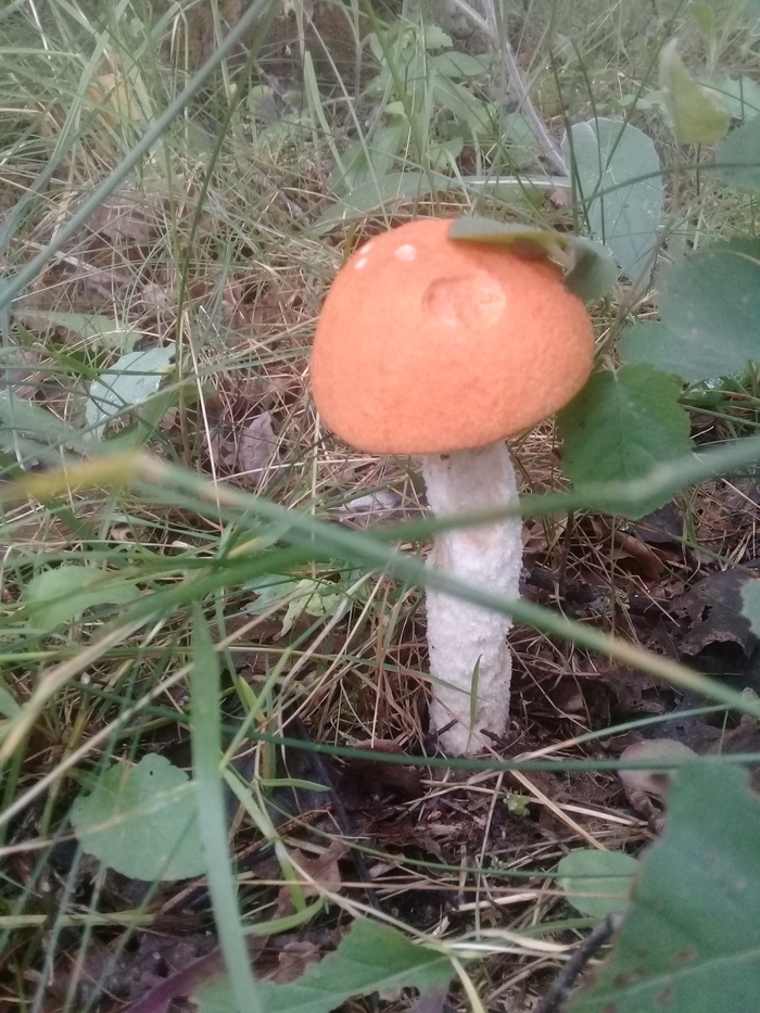 Mushroom summer everyone! - My, Mushrooms, Republic of Belarus, Hobby, Summer, My, The photo, Yummy, Longpost