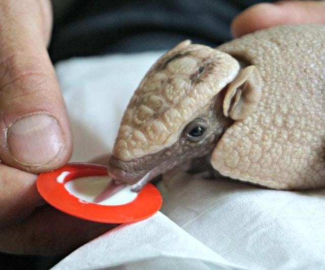 Little armadillo drinks milk - Battleship, Milk, Animals, The photo