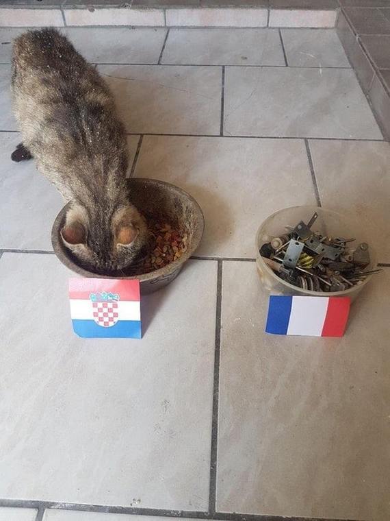 World Cup final prediction - World championship, cat, The photo, Football