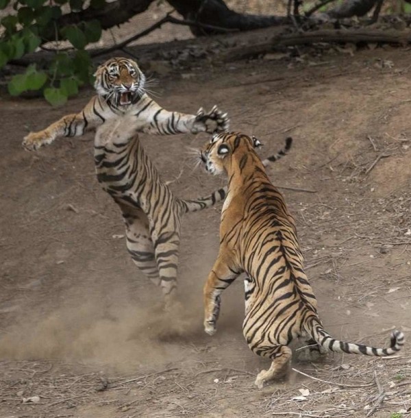 Fights of Indian tigers. - Tiger, The fight, Skirmish, The photo, Nature, Big cats, Longpost