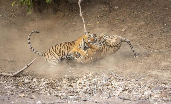 Fights of Indian tigers. - Tiger, The fight, Skirmish, The photo, Nature, Big cats, Longpost