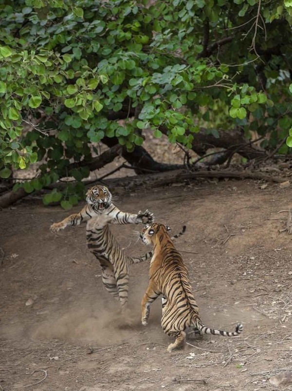 Fights of Indian tigers. - Tiger, The fight, Skirmish, The photo, Nature, Big cats, Longpost