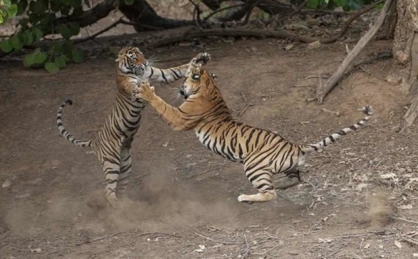 Fights of Indian tigers. - Tiger, The fight, Skirmish, The photo, Nature, Big cats, Longpost