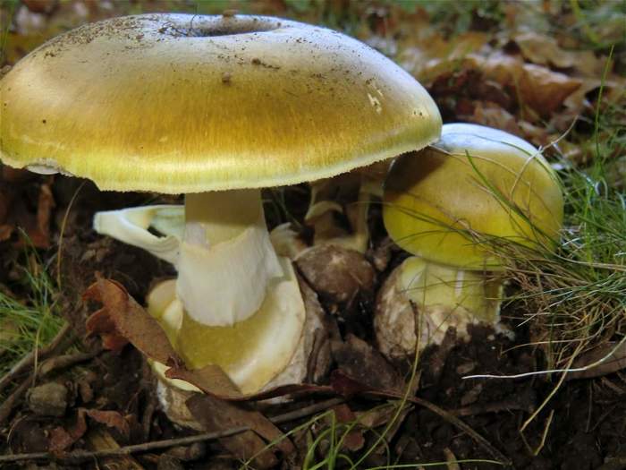 The most important thing about mushrooms is their insides. - My, Mushrooms, Poisoning, Pale Grebe