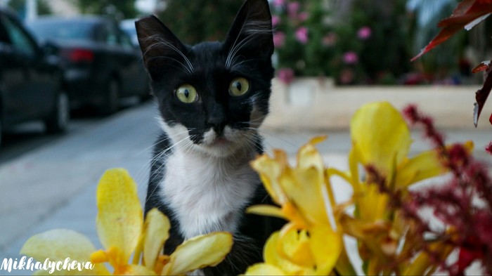 Cypriot cats - My, cat, Cyprus, Photogenic, Longpost