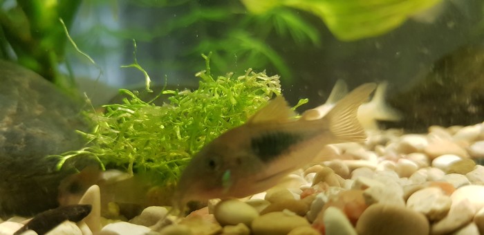 Our catfish - My, Aquarium, Aquarium, Catfish, Longpost