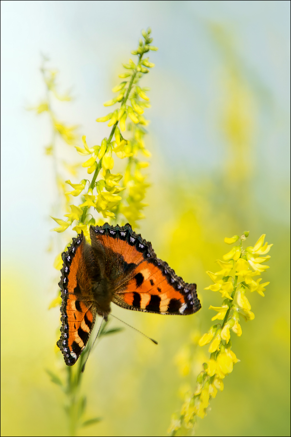 Just butterflies - My, Butterfly, Macro, Macro photography, Summer, Longpost