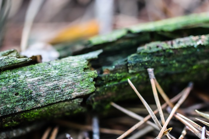 Мир под ногами фотография, длиннопост, Природа