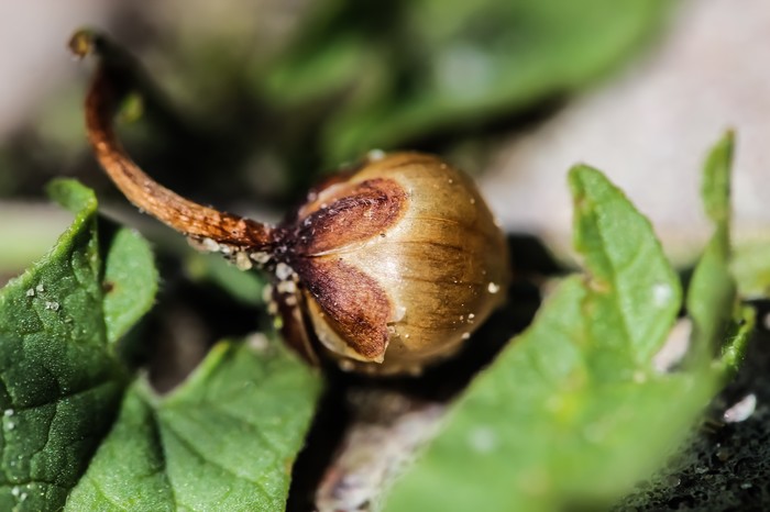 Мир под ногами фотография, длиннопост, Природа