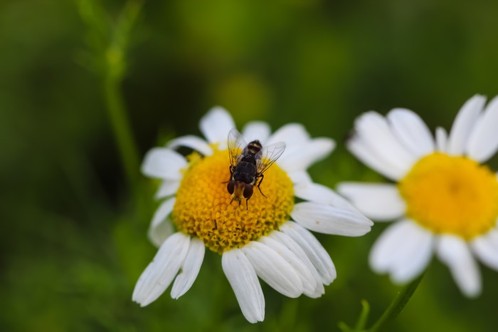 Мир под ногами фотография, длиннопост, Природа