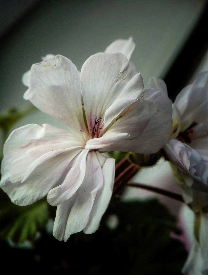 Geranium - My, The photo, Flowers, Geranium