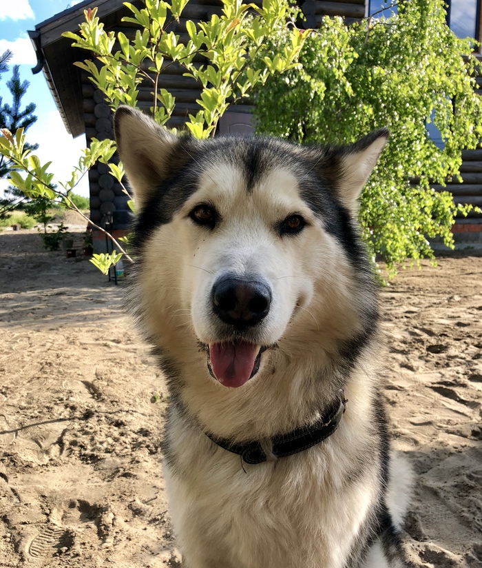 Mordic - My, Dog, Alaskan Malamute