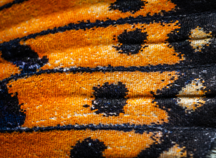 Fragment of the checkered butterfly wing - My, Macro, Wings, Butterfly, Insects, , Mp-e 65 mm, Checkerboard, Longpost, Macro photography