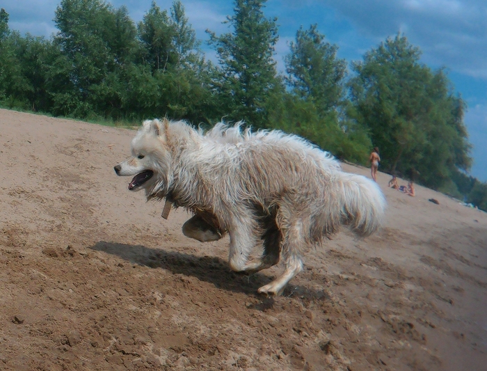 White Samoyed on the river - My, Dog North, Samoyed, Pets, Dog, Animals