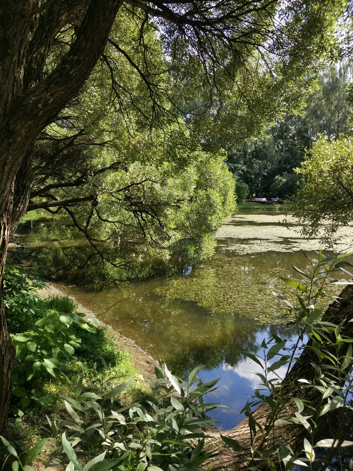 July afternoon by the pond - My, Pond, July, Nature, Longpost