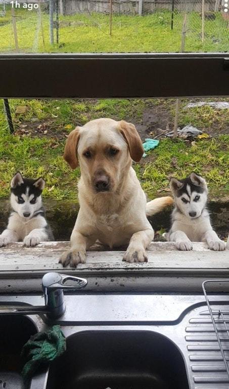 Stop messing around in the kitchen, let's go for a walk already! - The photo, Dog, Dacha, Husky, Puppies