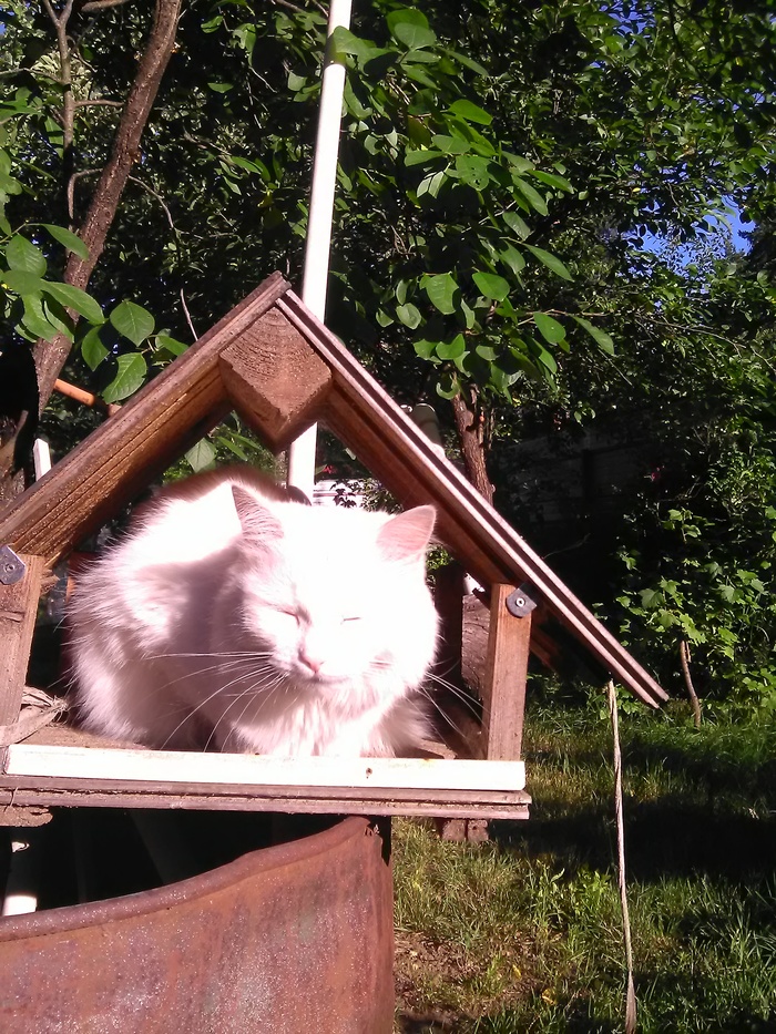 Feline happiness - cat, Heat, Trough