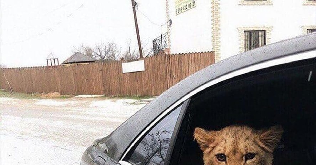 Автомобиль лев фото. Лев в машине. Лев в тачке. Сохры Лев в машине. Лев в тачке строительной.