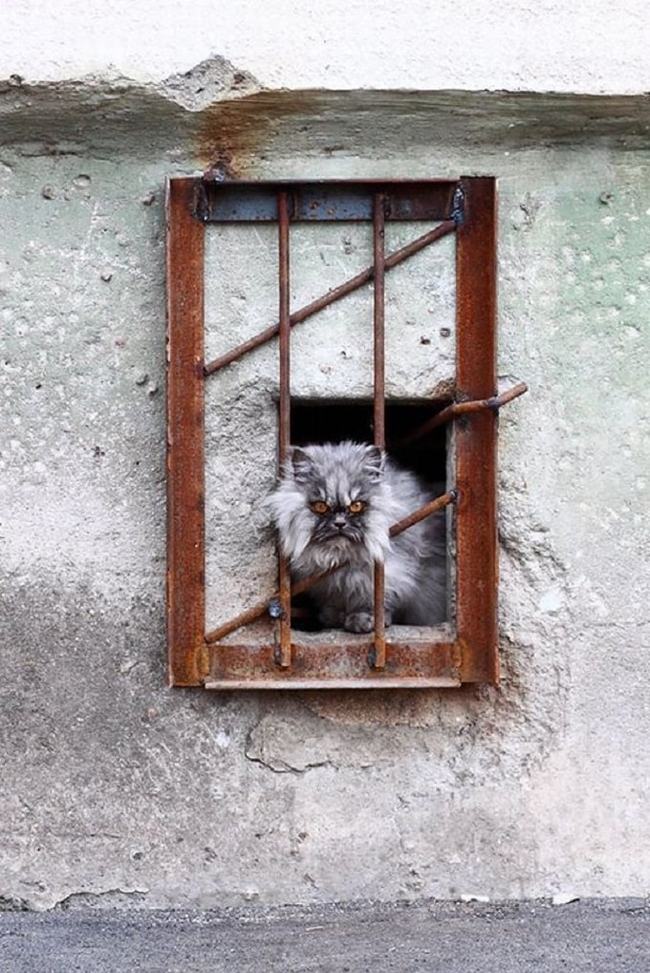 Prisoner - cat, The photo, , Sight, Catomafia, Prisoners