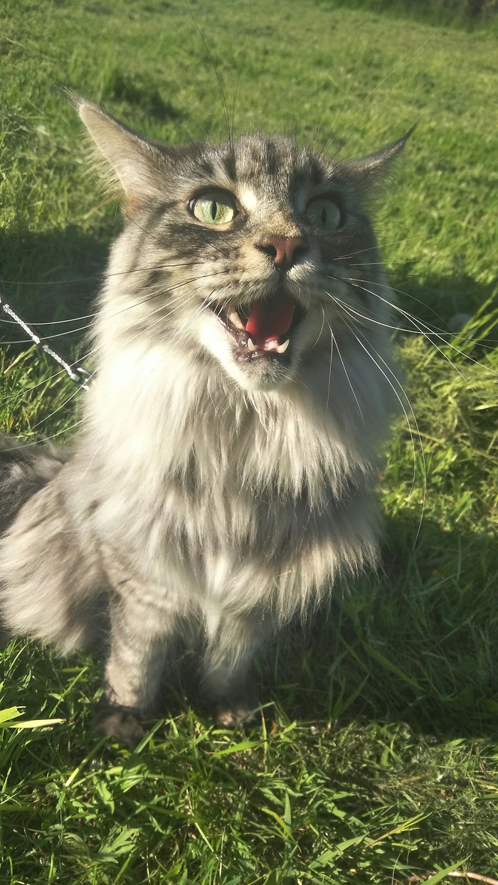 On a walk - My, cat, Cat breeds, Maine Coon